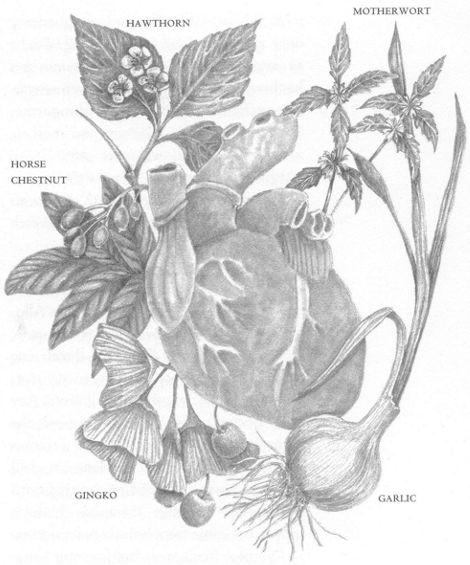 heart drawing with herbs specific to cardiac health from The Herbalist's Way: The Art and Practice of Healing with Plant Medicines