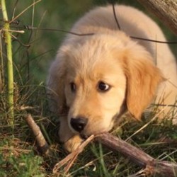 Avena: golden retriever pup at Heartsong Farm (photo by Michael Phillips)