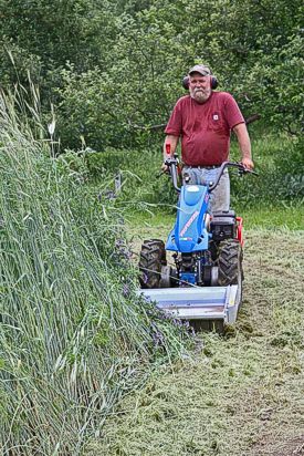 Photo from Mycorrhizal Planet: The flail mower attachment for the BCS walking tractor quickly converts a stand of winter rye and hairy vetch to fine mulch without disturbing root systems.