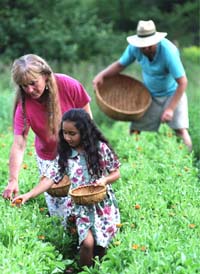 Nancy, Michael and Gracie Phillips: picking calendula, a healing herb -- photo: Geoff Forester