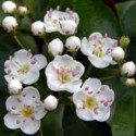 The pink pollen stamens in these native hawthorn blossoms indicate optimal medicinal potency.