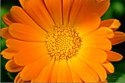 Calendula Flower -- Healing Preparations: click for herbal remedies from Heartsong Farm Healing Herbs (photo: Michael Phillips)