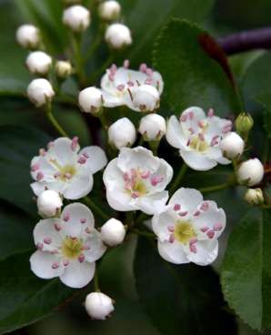 The pink pollen stamens in these native hawthorn blossoms indicate optimal medicinal potency.
