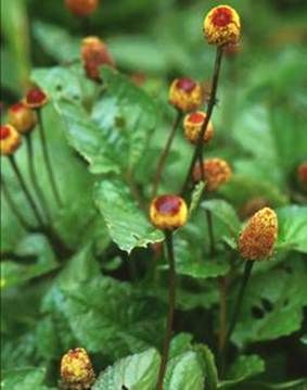 The internal use of spilanthes stimulates an increased production of antiviral interferon.